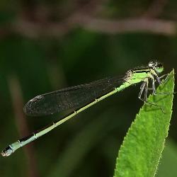 Ischnura elegans